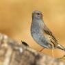 Passera scopaiola - Dunnock (Prunella modularis)