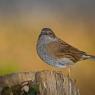 Passera scopaiola - Dunnock (Prunella modularis)