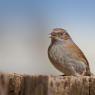 Passera scopaiola - Dunnock (Prunella modularis)