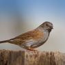 Passera scopaiola - Dunnock (Prunella modularis)