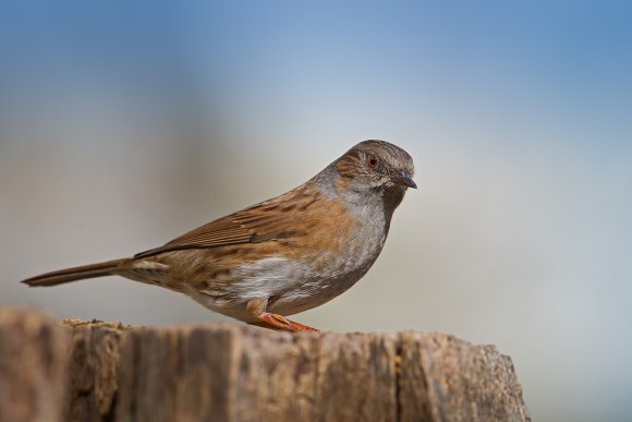 Passera scopaiola - Dunnock (Prunella modularis)