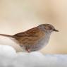 Passera scopaiola - Dunnock (Prunella modularis)