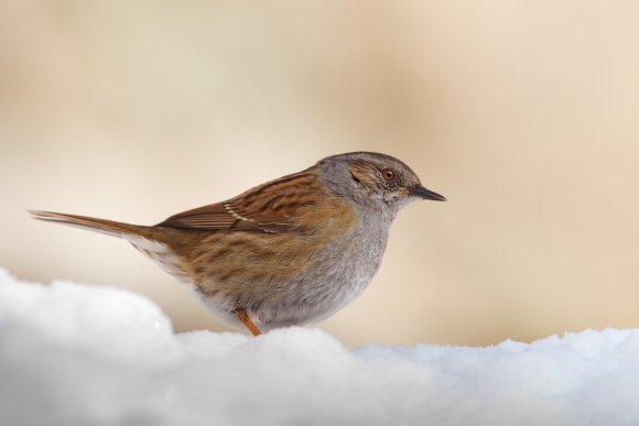 Passera scopaiola - Dunnock (Prunella modularis)