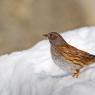 Passera scopaiola - Dunnock (Prunella modularis)