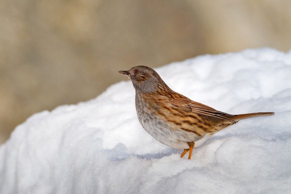 Passera scopaiola - Dunnock (Prunella modularis)