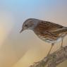 Passera scopaiola - Dunnock (Prunella modularis)