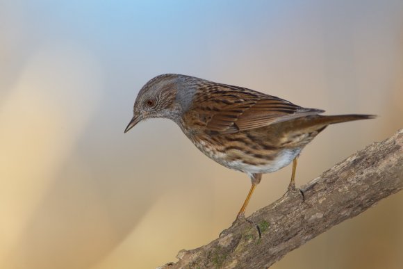 Passera scopaiola - Dunnock (Prunella modularis)