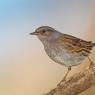 Passera scopaiola - Dunnock (Prunella modularis)