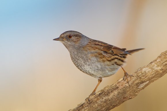 Passera scopaiola - Dunnock (Prunella modularis)