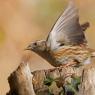 Passera scopaiola - Dunnock (Prunella modularis)