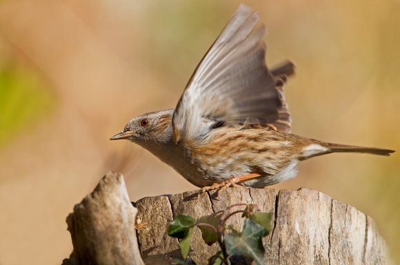 Passera scopaiola - Dunnock (Prunella modularis)