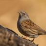 Passera scopaiola - Dunnock (Prunella modularis)