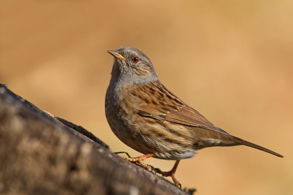 Passera scopaiola - Dunnock (Prunella modularis)