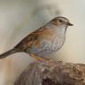 Passera scopaiola - Dunnock (Prunella modularis)