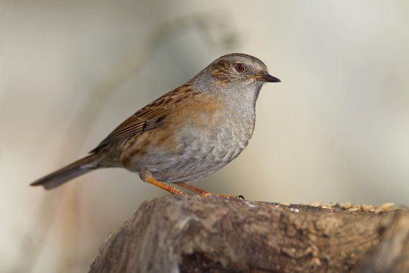 Passera scopaiola - Dunnock (Prunella modularis)