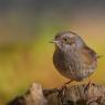 Passera scopaiola - Dunnock (Prunella modularis)