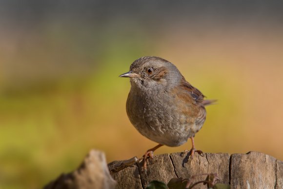 Passera scopaiola - Dunnock (Prunella modularis)