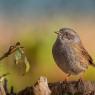 Passera scopaiola - Dunnock (Prunella modularis)