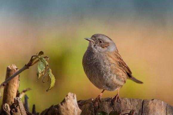 Passera scopaiola - Dunnock (Prunella modularis)