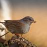 Passera scopaiola - Dunnock (Prunella modularis)