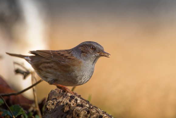 Passera scopaiola - Dunnock (Prunella modularis)