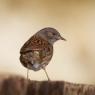 Passera scopaiola - Dunnock (Prunella modularis)