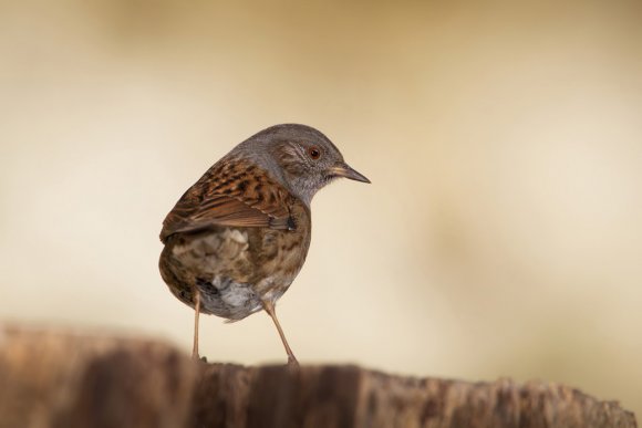 Passera scopaiola - Dunnock (Prunella modularis)