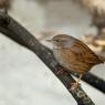 Passera scopaiola - Dunnock (Prunella modularis)