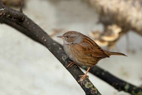 Passera scopaiola - Dunnock (Prunella modularis)