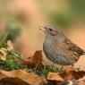 Passera scopaiola - Dunnock (Prunella modularis)