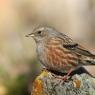 Sordone - Alpine accentor (Prunella collaris)