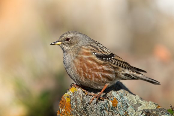 Sordone - Alpine accentor (Prunella collaris)