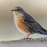 Sordone - Alpine accentor (Prunella collaris)