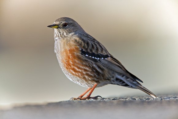 Sordone - Alpine accentor (Prunella collaris)