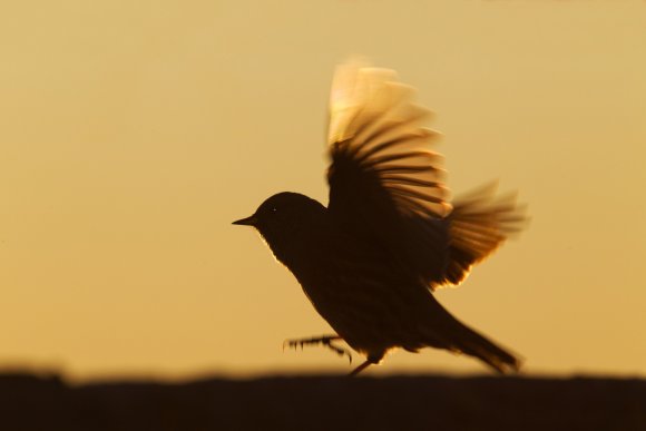 Sordone - Alpine accentor (Prunella collaris)
