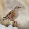 Sordone - Alpine accentor (Prunella collaris)