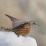 Sordone - Alpine accentor (Prunella collaris)