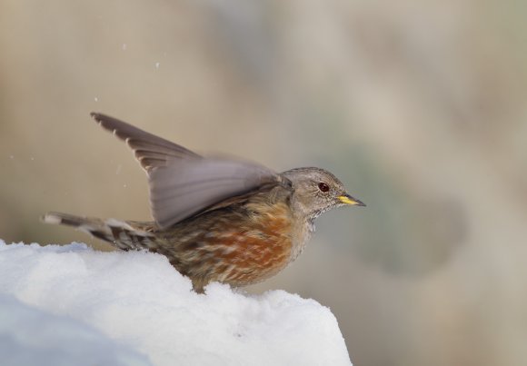 Sordone - Alpine accentor (Prunella collaris)