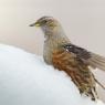 Sordone - Alpine accentor (Prunella collaris)