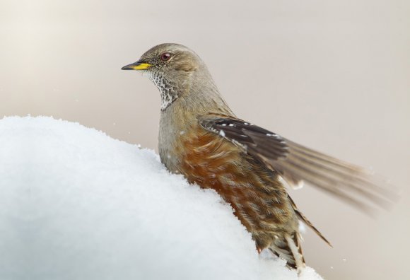 Sordone - Alpine accentor (Prunella collaris)