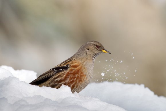 Sordone - Alpine accentor (Prunella collaris)