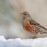 Sordone - Alpine accentor (Prunella collaris)