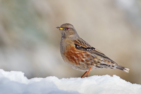 Sordone - Alpine accentor (Prunella collaris)