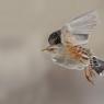 Sordone - Alpine accentor (Prunella collaris)