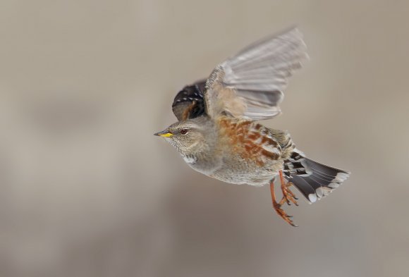 Sordone - Alpine accentor (Prunella collaris)