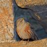 Sordone - Alpine accentor (Prunella collaris)