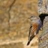 Sordone - Alpine accentor (Prunella collaris)