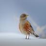 Sordone - Alpine accentor (Prunella collaris)