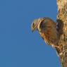 Sordone - Alpine accentor (Prunella collaris)