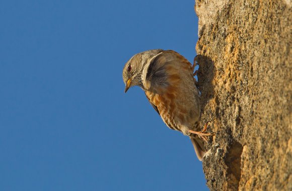 Sordone - Alpine accentor (Prunella collaris)